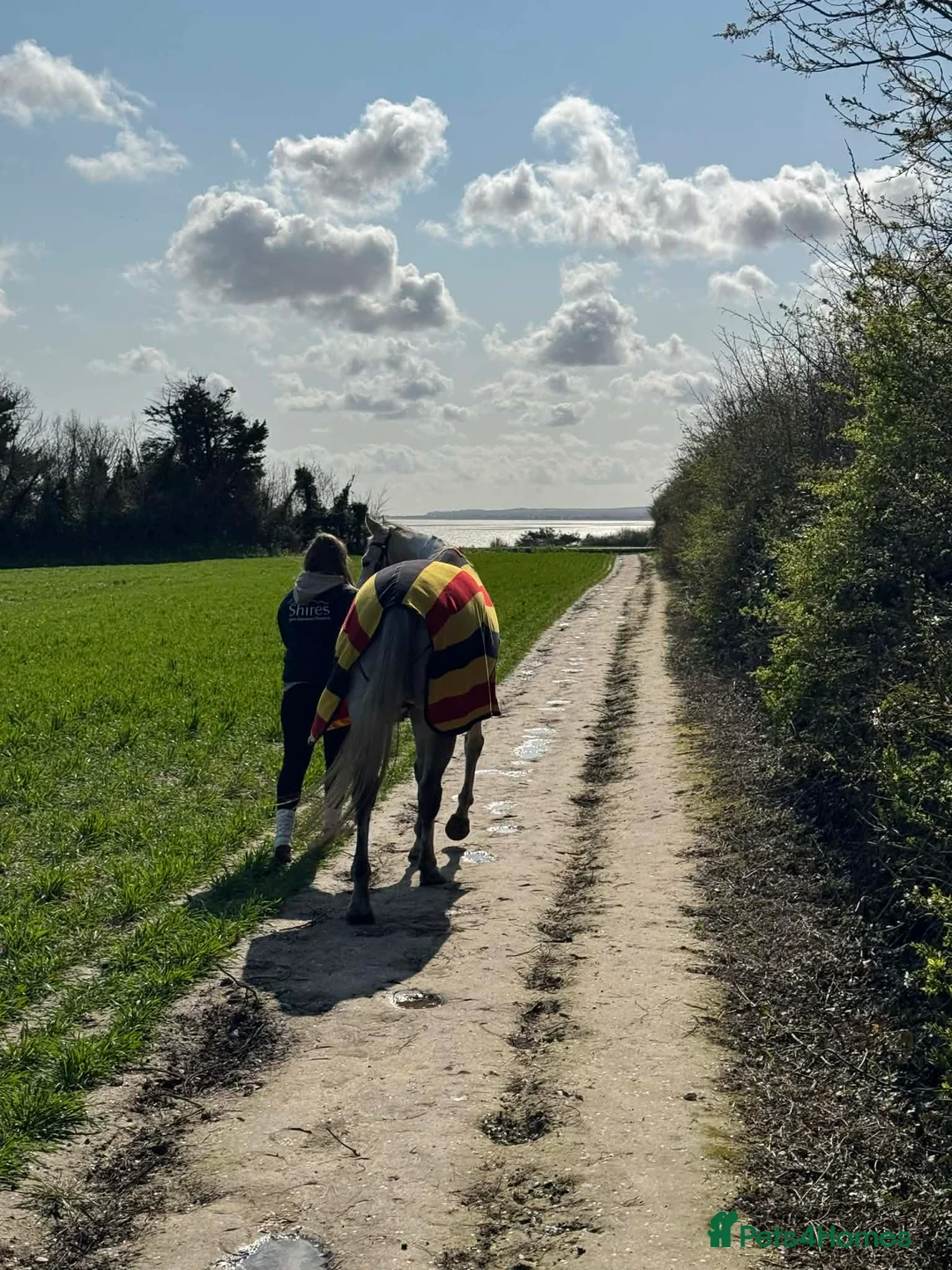 Irish Thoroughbred horses for sale: Grey 16hh 9yr old TB mare in Canterbury - Advert 14