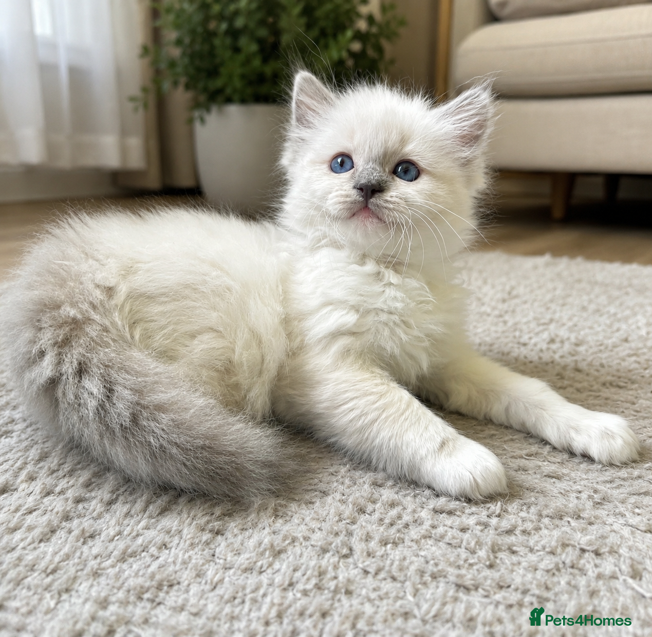 Ragdoll cats Stunning blue mitted male Ragdoll kitten left - Advert 9