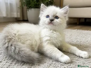 Ragdoll cats Stunning blue mitted male Ragdoll kitten left - Advert 9