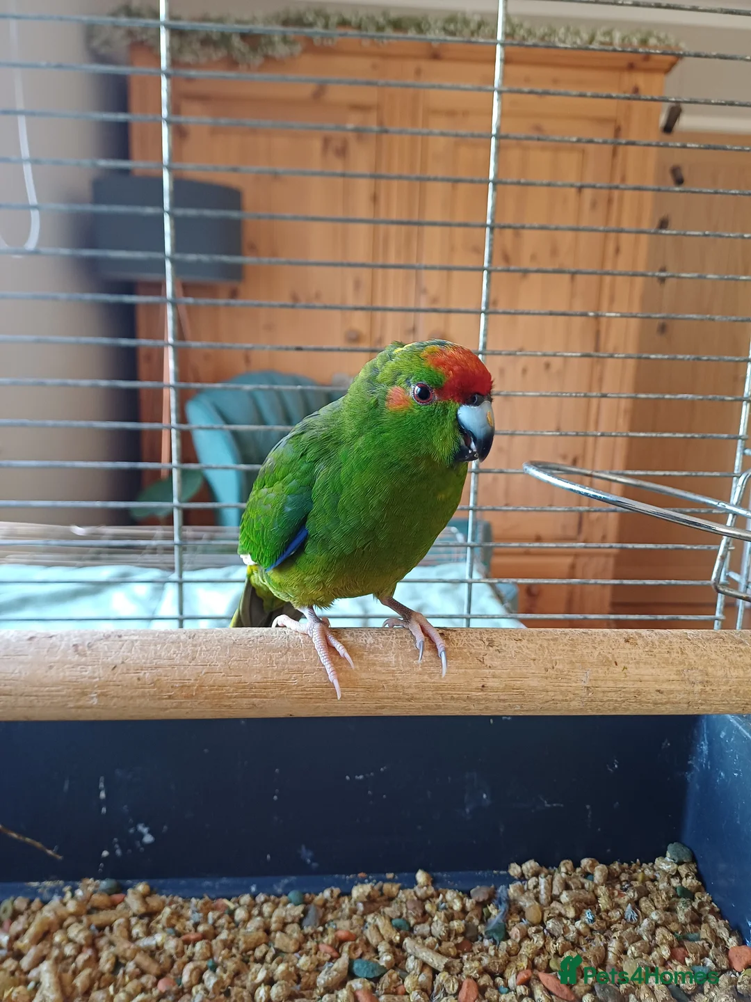 Parakeets birds for sale: Kakariki for sale - Advert 1