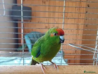 Parakeets birds Kakariki for sale - Advert 2