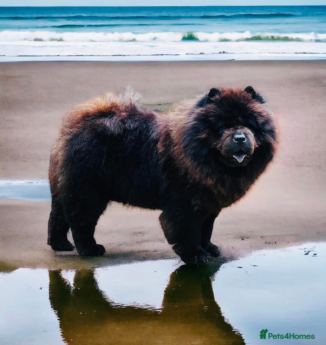 Mixed Breed dogs for sale: ChowPei Pups  - Advert 7