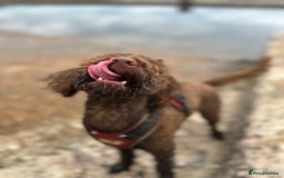 Labradoodle dogs for sale:  Mini toy labradoodle needing a new home  - Image 11