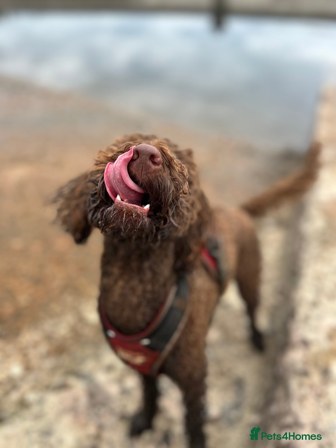Labradoodle dogs for sale:  Mini toy labradoodle needing a new home  - Image 11