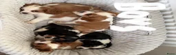 Cavalier King Charles Spaniel dogs for sale: ⭐️⭐️⭐️⭐️⭐️ King Charles cavalier puppy’s  - Advert 3