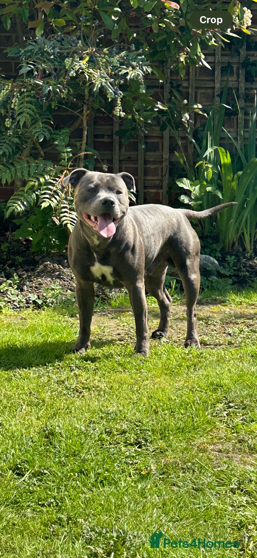 Staffordshire Bull Terrier dogs for stud: Stud offered- Blue Staffordshire Bull Terrier Stud in Wickford - Advert 3