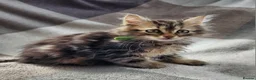Siberian cats for sale: Traditional pure Siberian kittens, TICA reg - Advert 15