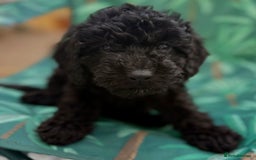 Cockapoo dogs for sale: Cockapoo puppies - Image 18