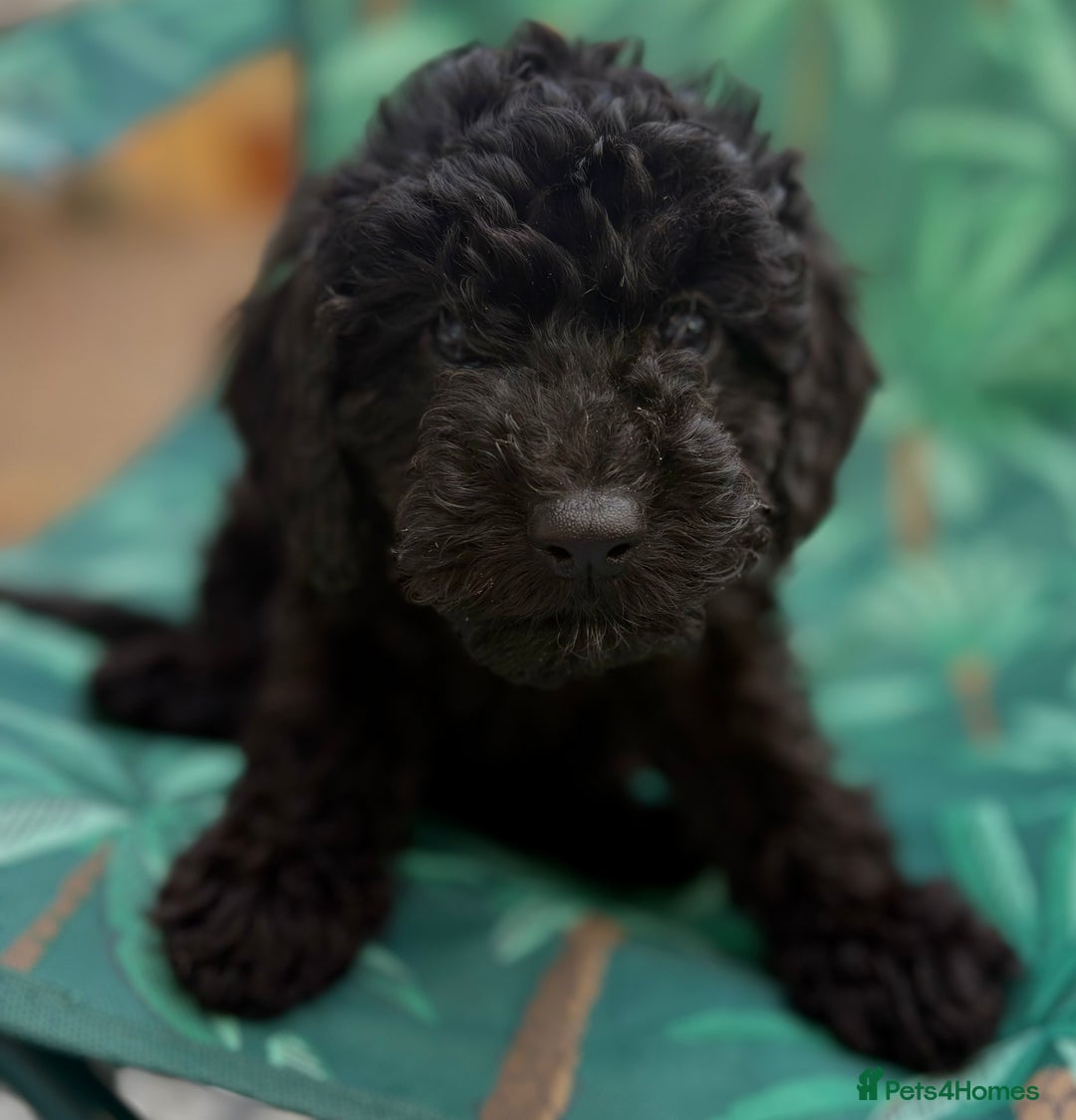 Cockapoo dogs for sale: Cockapoo puppies - Image 18