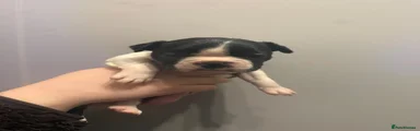 Boston Terrier 4