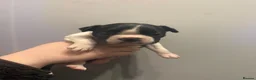 Boston Terrier dogs for sale: Gorgeous chunky Boston babies  - Advert 6