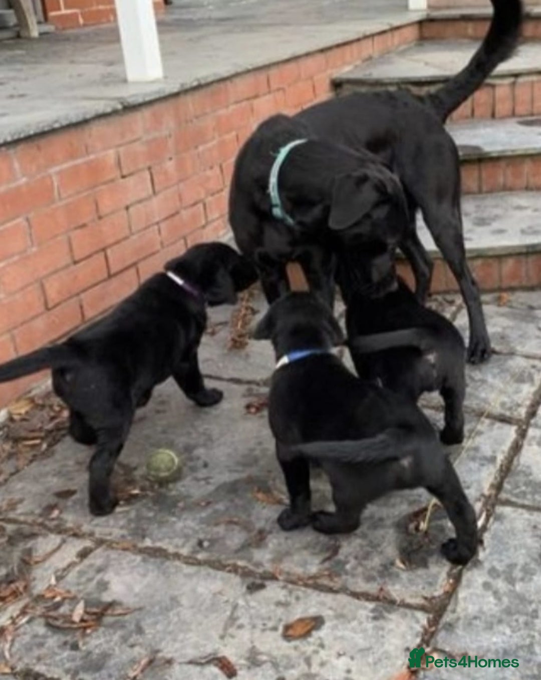 Labrador Retriever dogs for sale: Labrador puppies  - Advert 3