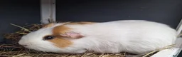 Guinea Pig rodents for sale: Male guineapig  - Advert 3