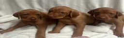 Hungarian Vizsla dogs for sale: Hookside Hungarian Viszla Puppies - Advert 18