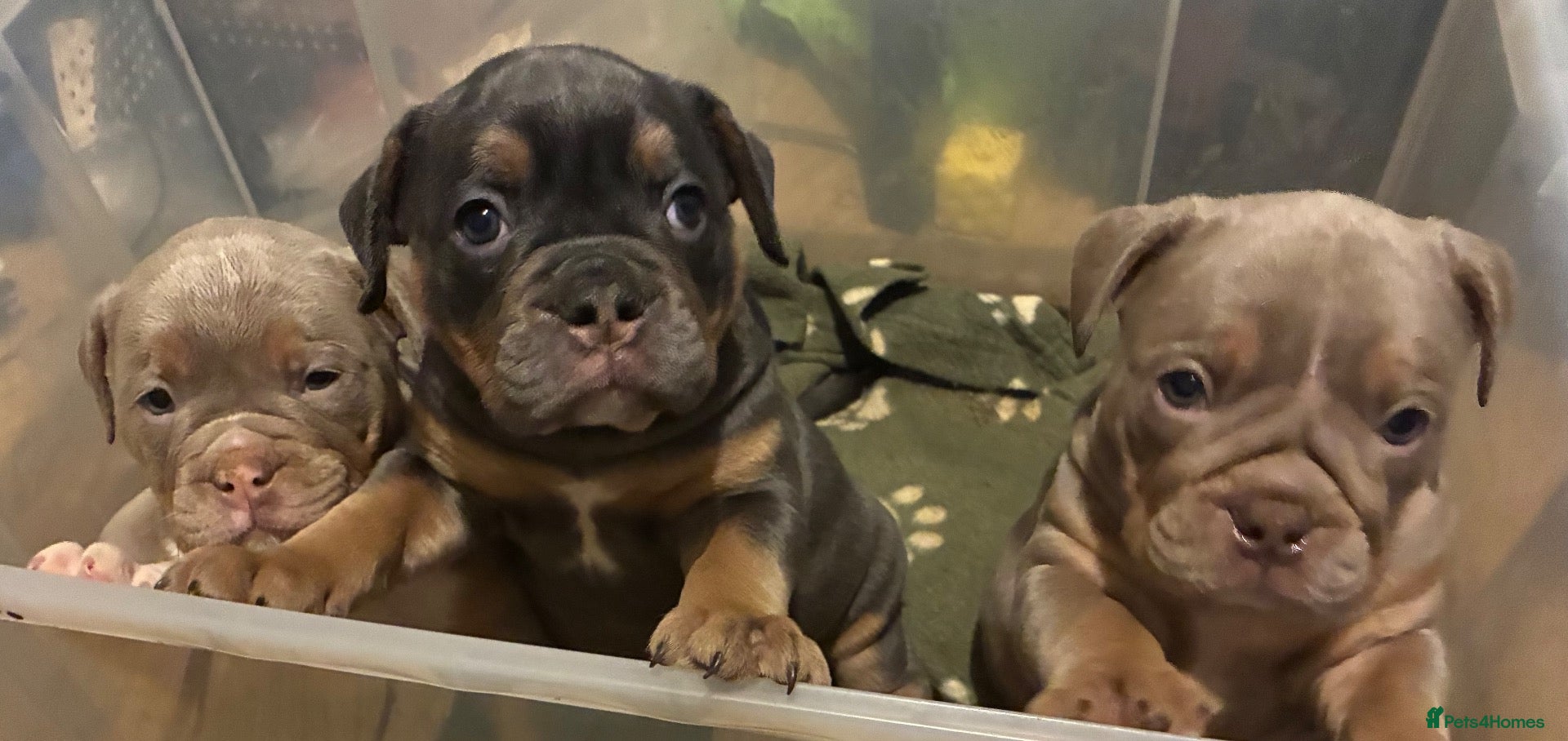Olde English Bulldogge dogs 5* bloodline old English bulldogs  - Advert 1