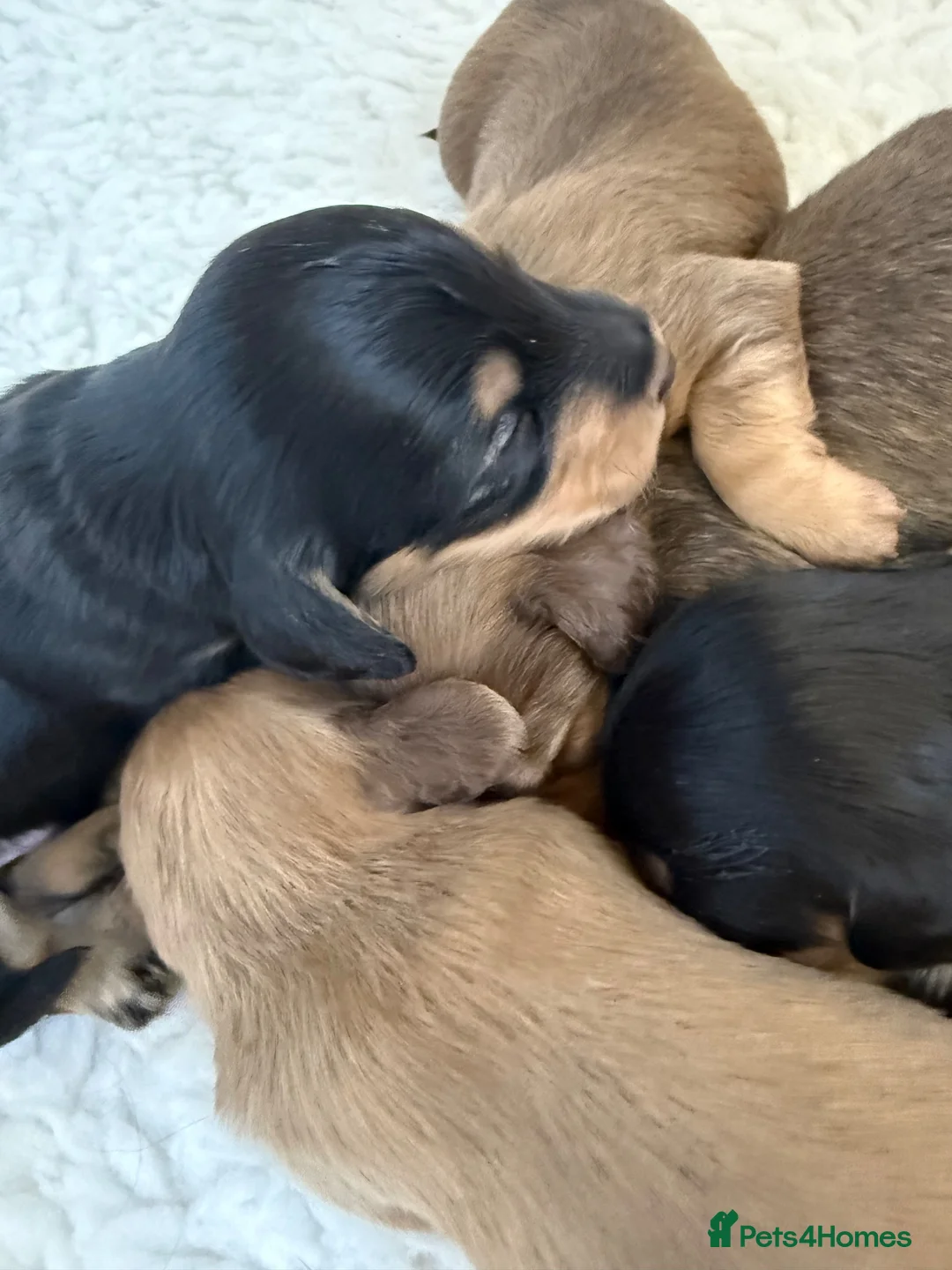 Miniature Dachshund dogs for sale: Stunning long hair  KC,PRA & BVA eye clear parents - Advert 31