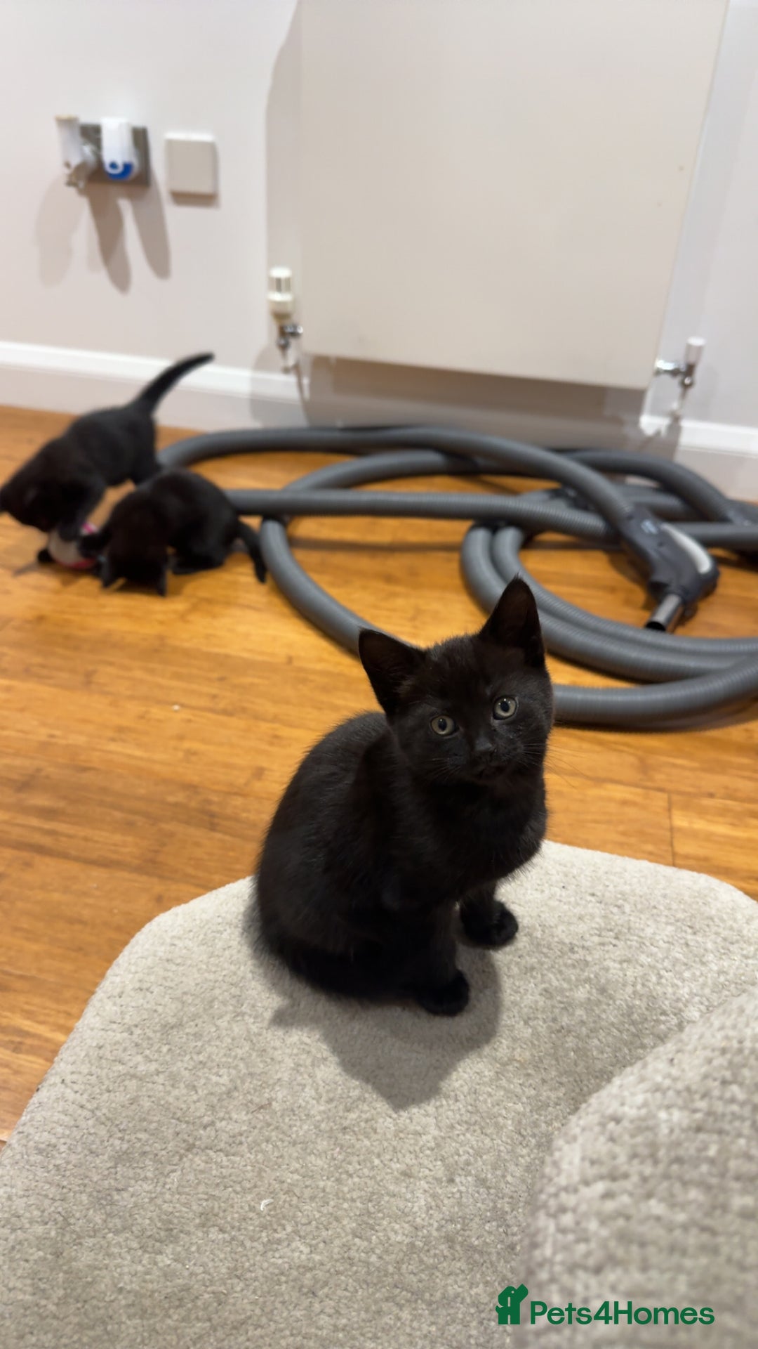 Mixed Breed cats for sale: 1 playful female kitten ready for new home 🩷 - Advert 3