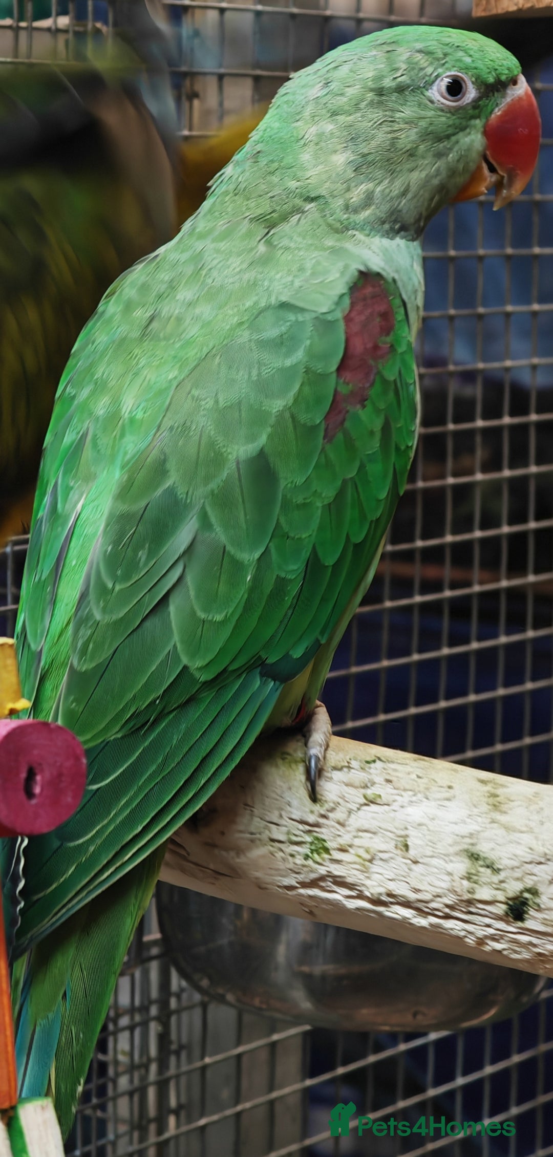 Parrots birds for sale: Parrots/ Parakeets Available  - Advert 4