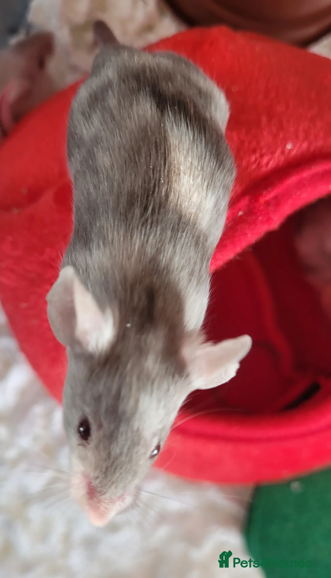 Mouse rodents for sale: Male fancy mice  - Advert 2