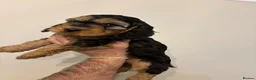 Cockapoo dogs for sale: F1 cockapoo puppies 1 boys 1 girl REDUCED - Advert 10