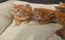 Maine Coon cats for sale: Maine Coone  - Image 1