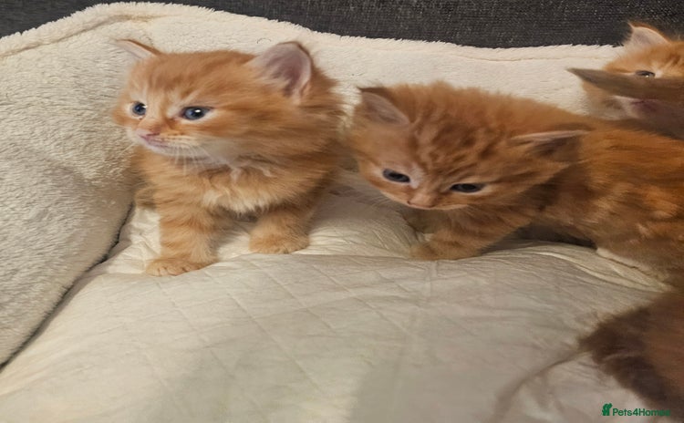 Maine Coon cats - Advert 1