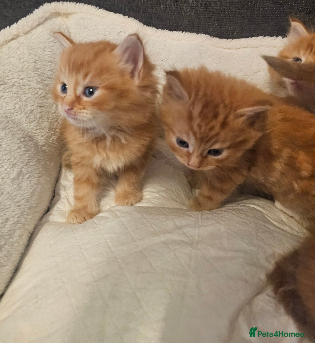 Maine Coon cats for sale: Maine Coone  - Image 1
