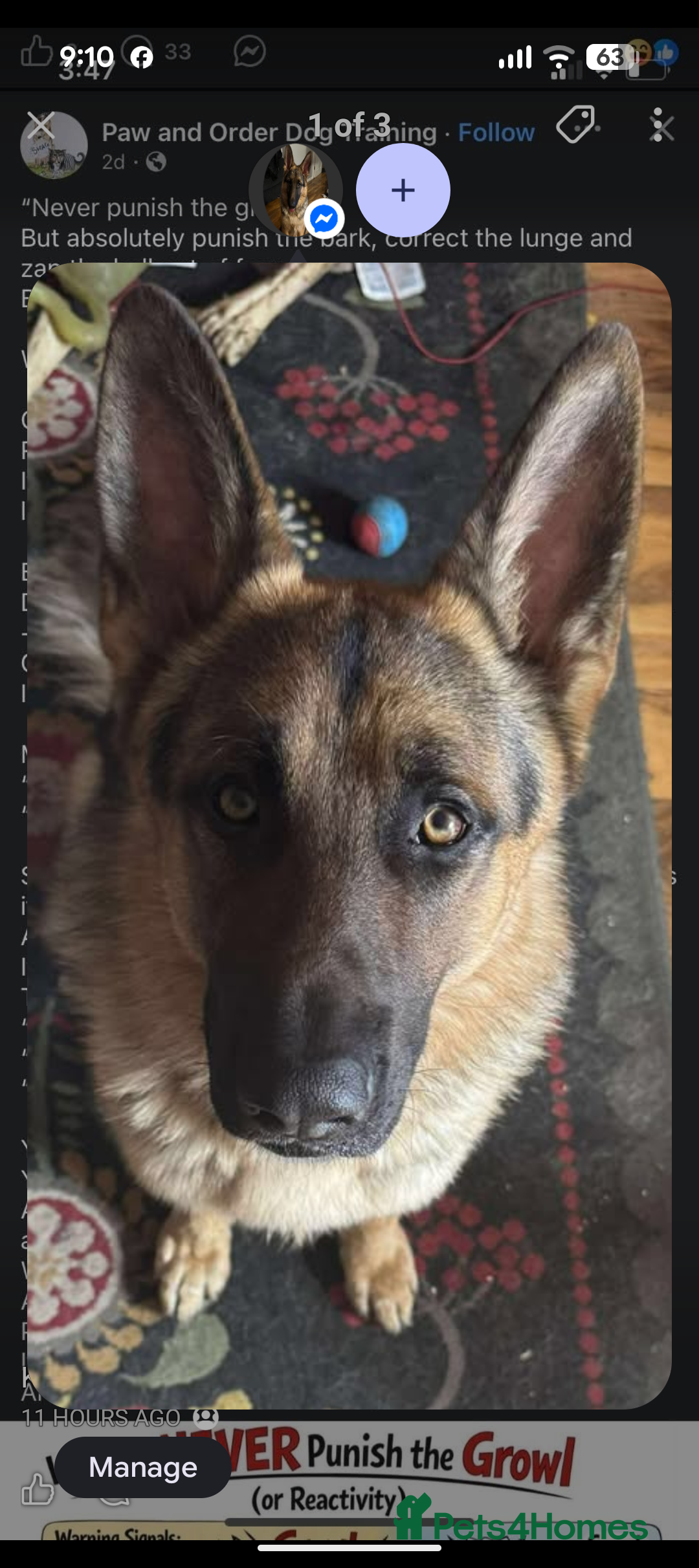 German Shepherd dogs for stud: Health tested German shepherd stud - Advert 4