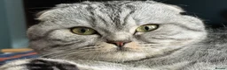 Scottish Fold cats for sale: Scottish fold - Advert 4