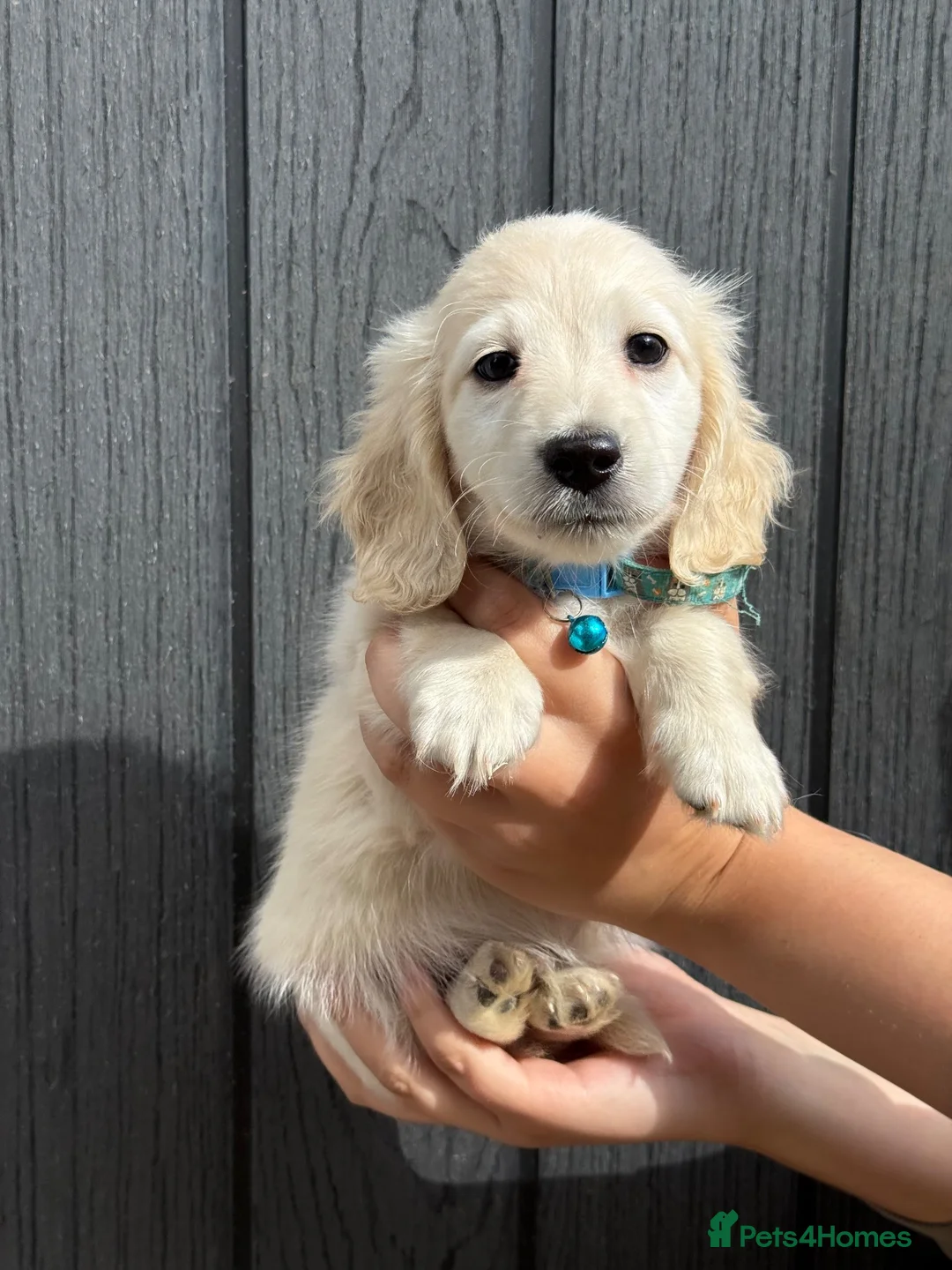 Miniature Dachshund dogs for stud: Platinum Cream Stud⚡️🤍 - Advert 2