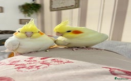 Cockatiels birds for sale: Various birds-Prices are different for each. - Image 4