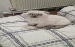 British Shorthair cats for sale: Scottish paddlefish  - Image 4
