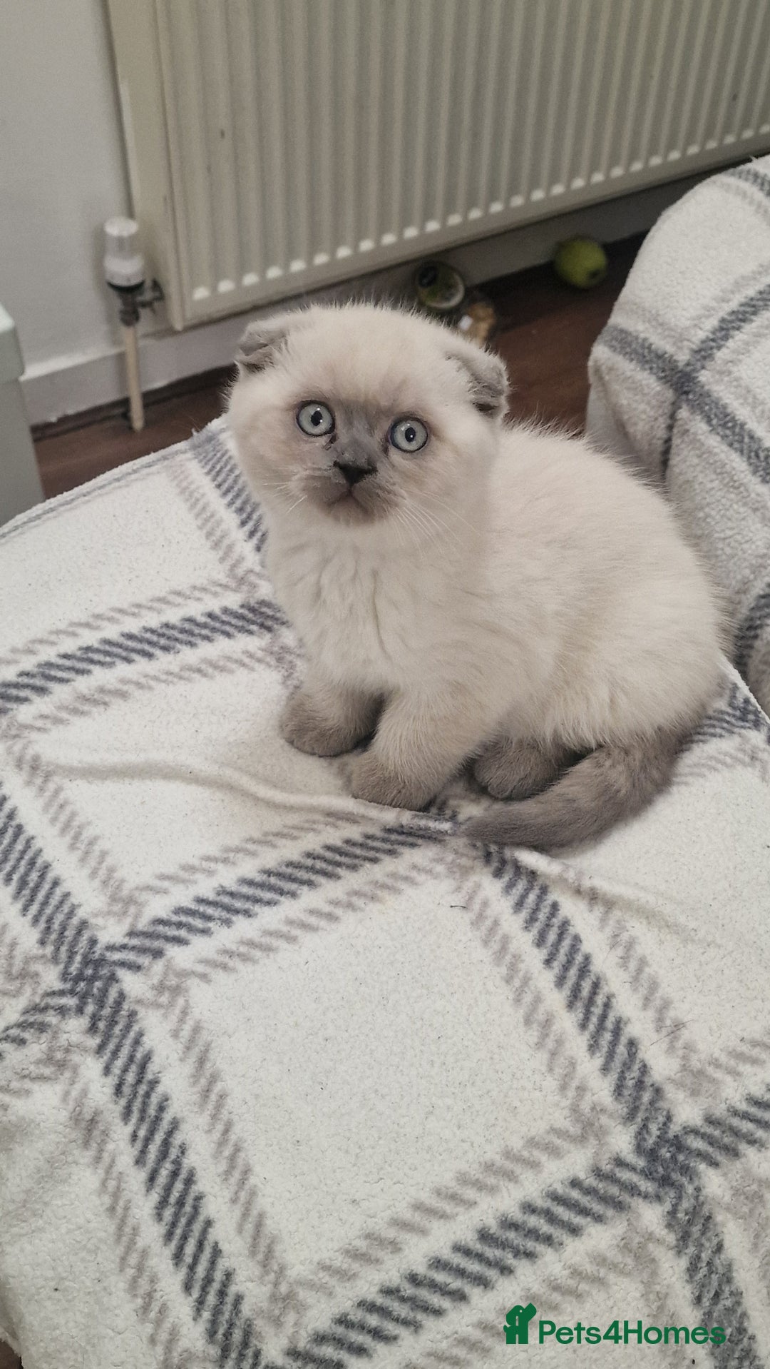 British Shorthair cats for sale: Scottish paddlefish  - Image 4