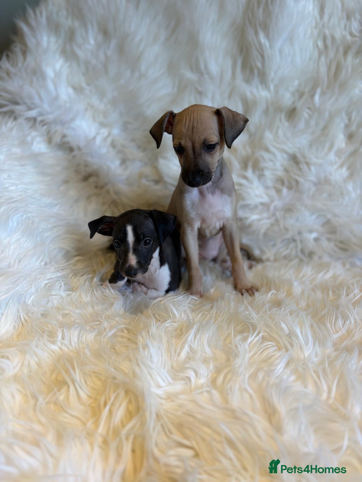 Italian Greyhound dogs ✨ KC Registered Italian Greyhound puppies ✨ - Advert 2