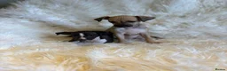 Italian Greyhound dogs for sale: ✨ KC Registered Italian Greyhound puppies ✨ - Advert 2