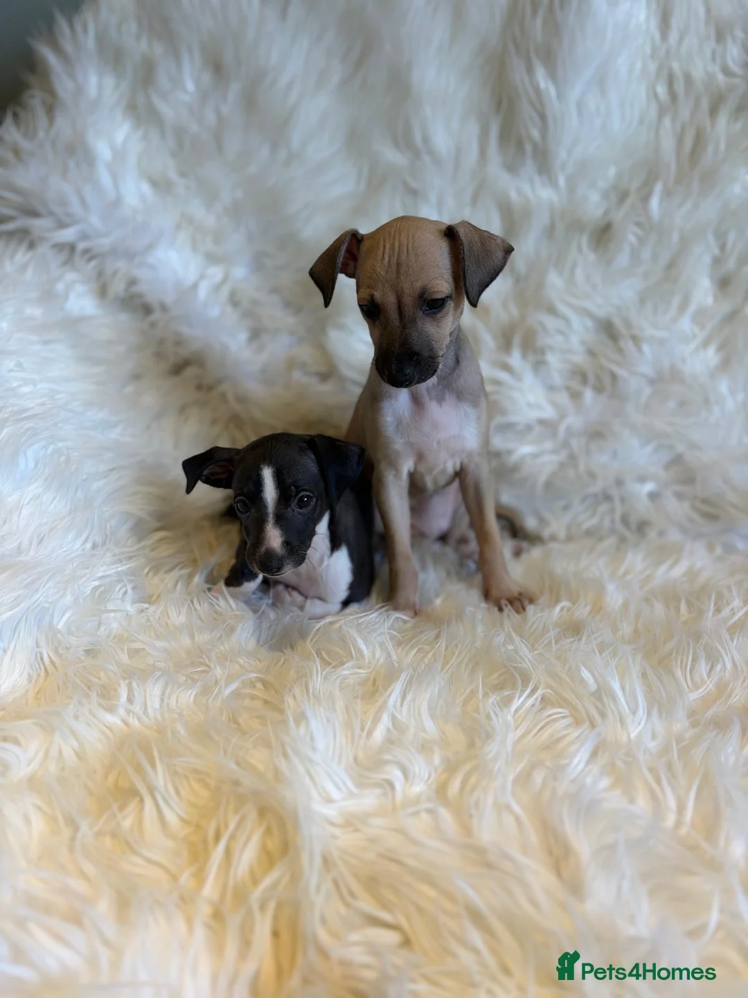 Italian Greyhound dogs for sale: ✨ KC Registered Italian Greyhound puppies ✨ - Advert 2
