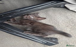 Domestic Shorthair cats for sale: 2 female kittens - Image 5