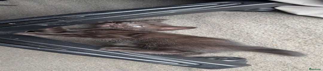 Domestic Shorthair Kitten 2