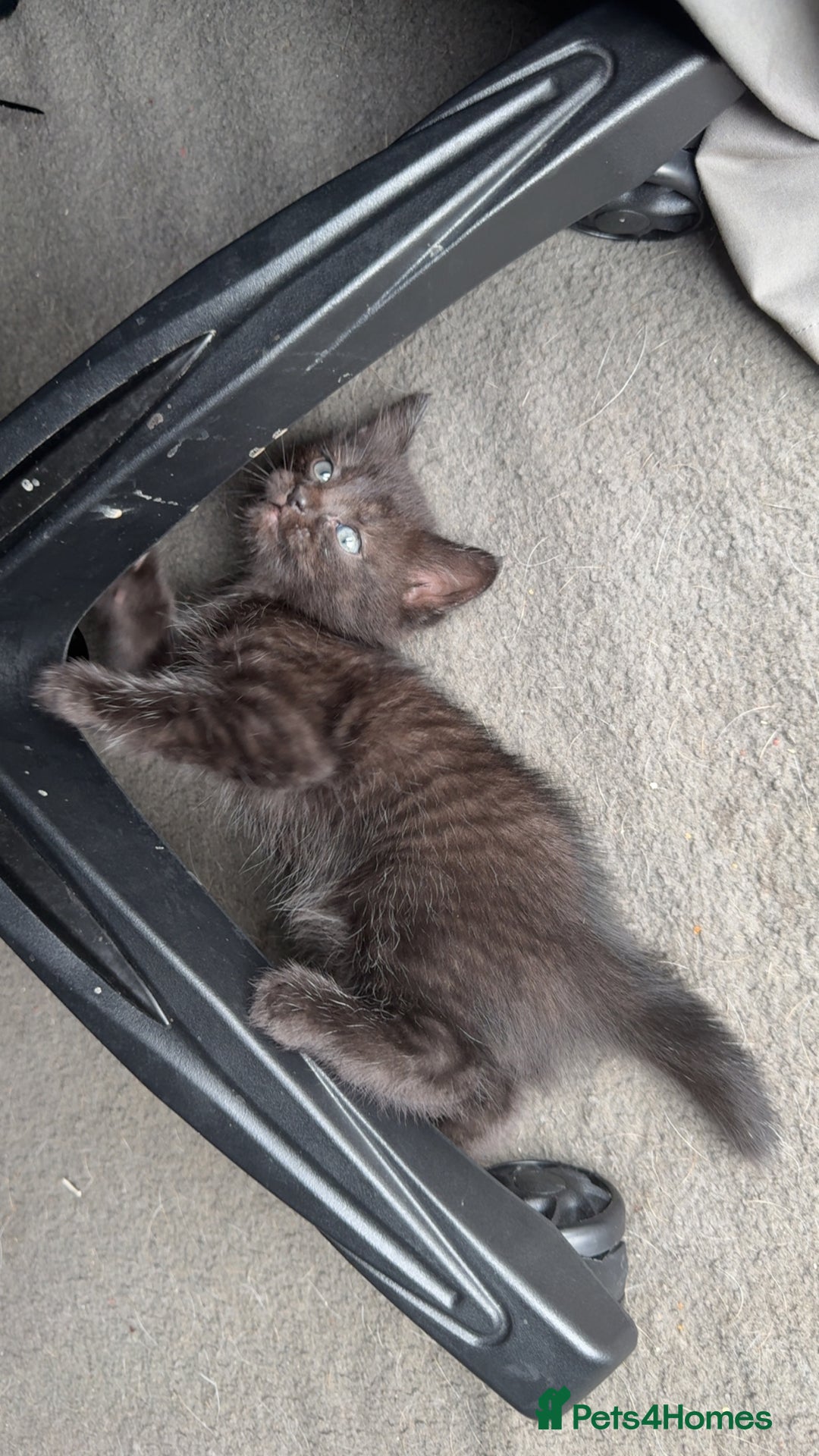 Domestic Shorthair cats for sale: 2 female kittens - Image 5