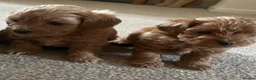 Maltipoo dogs for sale: 3 Stunning male  multipoo puppies in Chatteris - Advert 20