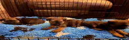 Border Terrier dogs for sale: Stunning slem free KC reg border terrier girls  - Advert 8