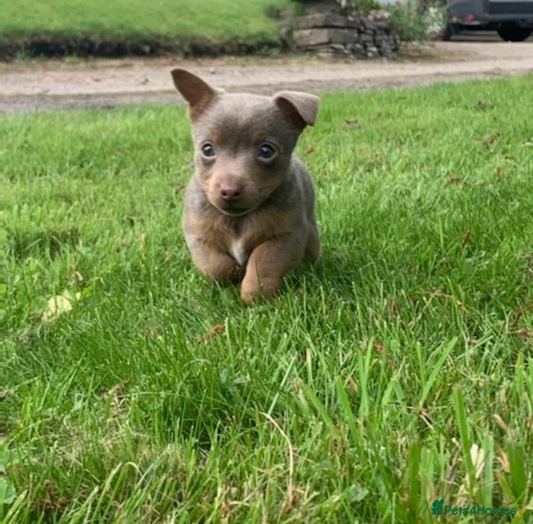 Jack Russell dogs for stud: Miniature Chocolate and Tan Jack Russell For Stud in Ebbw Vale - Advert 6