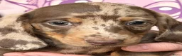 Dachshund dogs for sale: True miniature dachshund boys ready now  - Advert 17