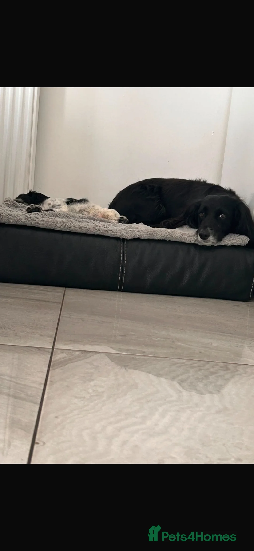 Cocker Spaniel dogs for sale: English Cocker Spaniel- Blue Roan, female. - Advert 15