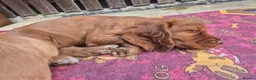 Cocker Spaniel dogs for sale: Cocker spaniels Barnsley area - Advert 26