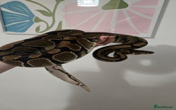 Snake reptiles for sale: Adult Royal Python Female - Image 2