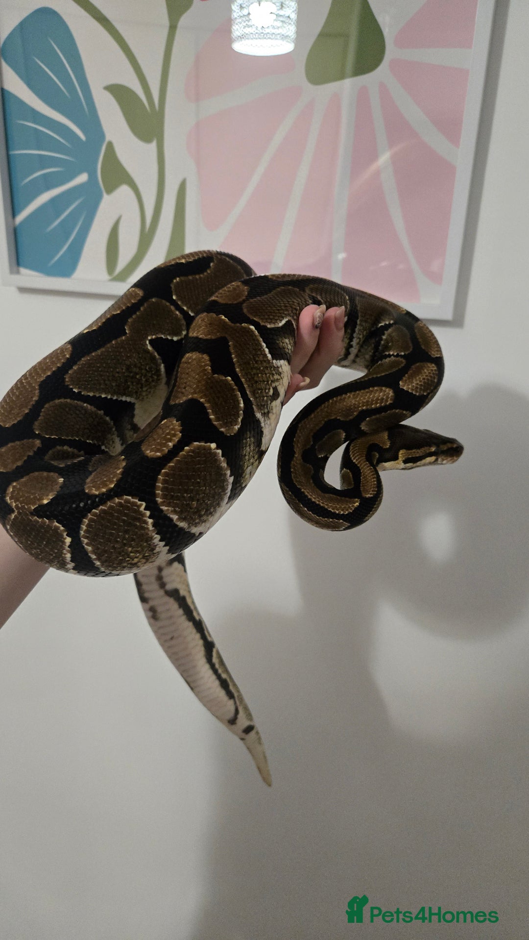 Snake reptiles for sale: Adult Royal Python Female - Image 2