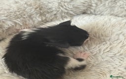 Mixed Breed cats for sale: Seven Tiny Adventures Waiting for Their Families - Advert 20