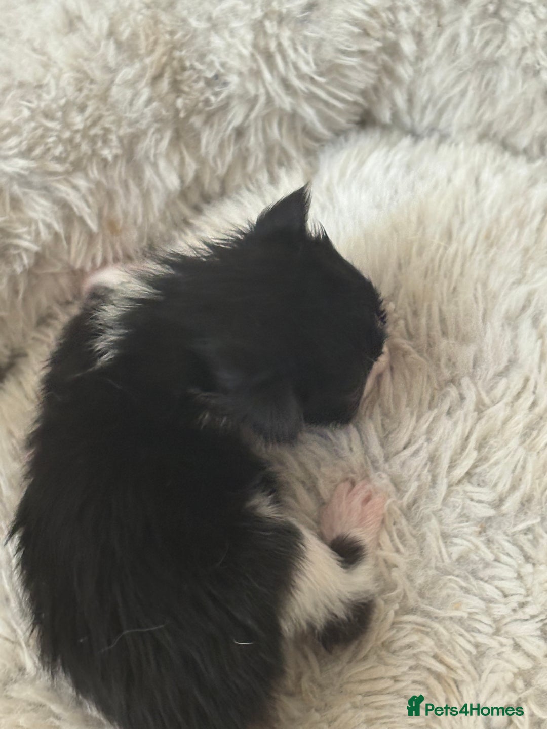 Mixed Breed cats for sale: Seven Tiny Adventures Waiting for Their Families - Advert 20