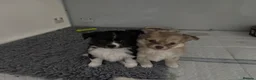Chihuahua dogs for sale: Beautiful chihuahua pups - Advert 6
